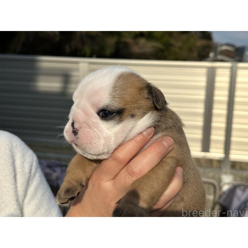 販売中の岡山県のブルドッグ-436555の11枚目