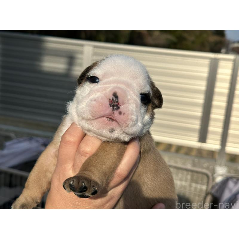 販売中の岡山県のブルドッグ-436555の10枚目