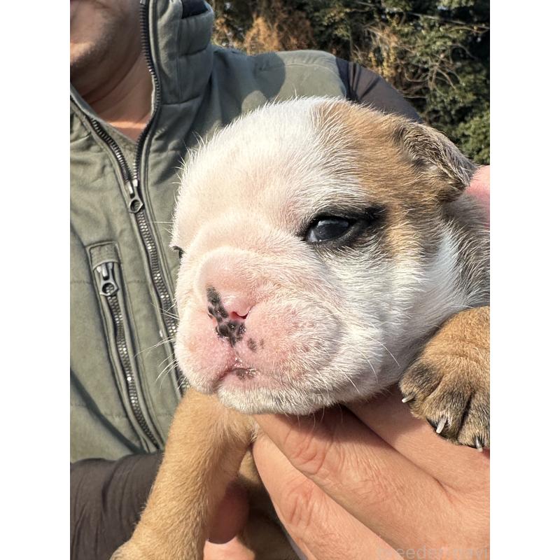 販売中の岡山県のブルドッグ-436555の9枚目