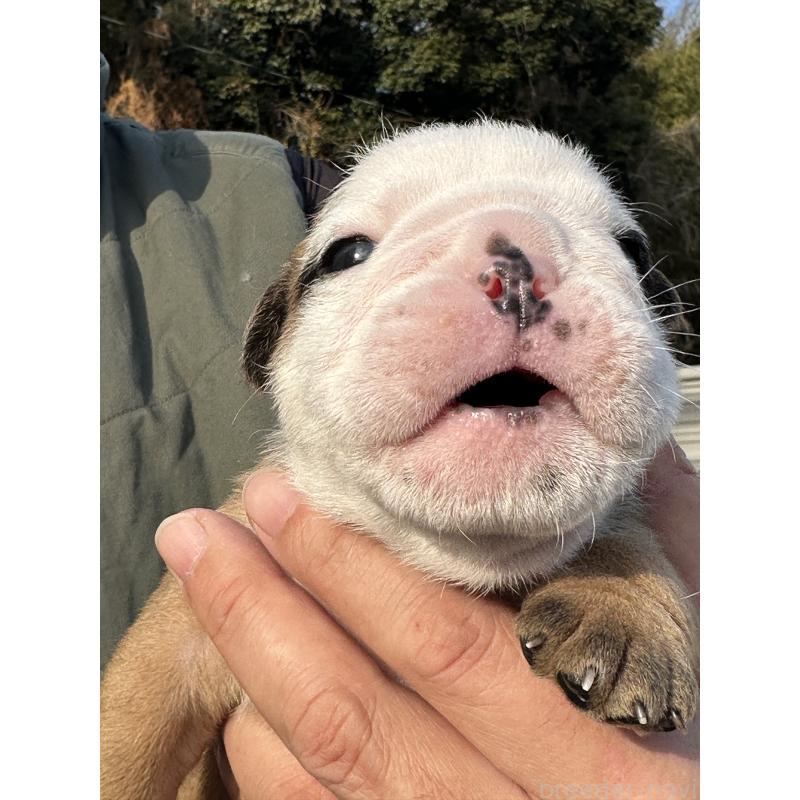 販売中の岡山県のブルドッグ-436555の8枚目