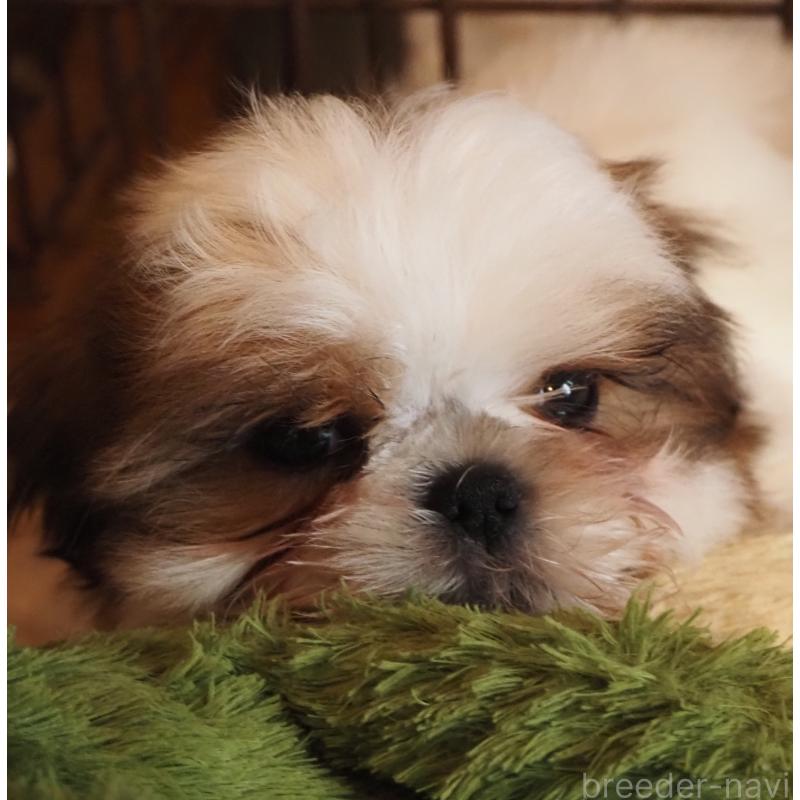 販売中の山梨県のシーズー-434412の3枚目