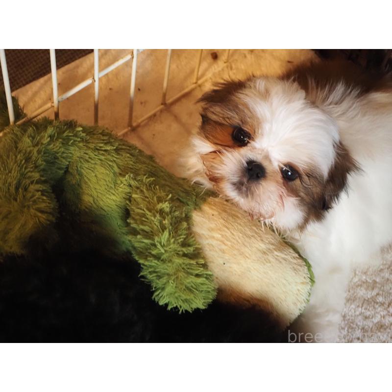 販売中の山梨県のシーズー-434412の2枚目