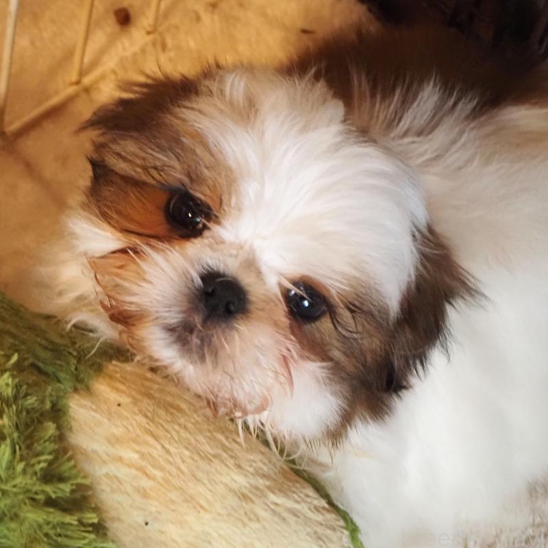 販売中の山梨県のシーズー-434412