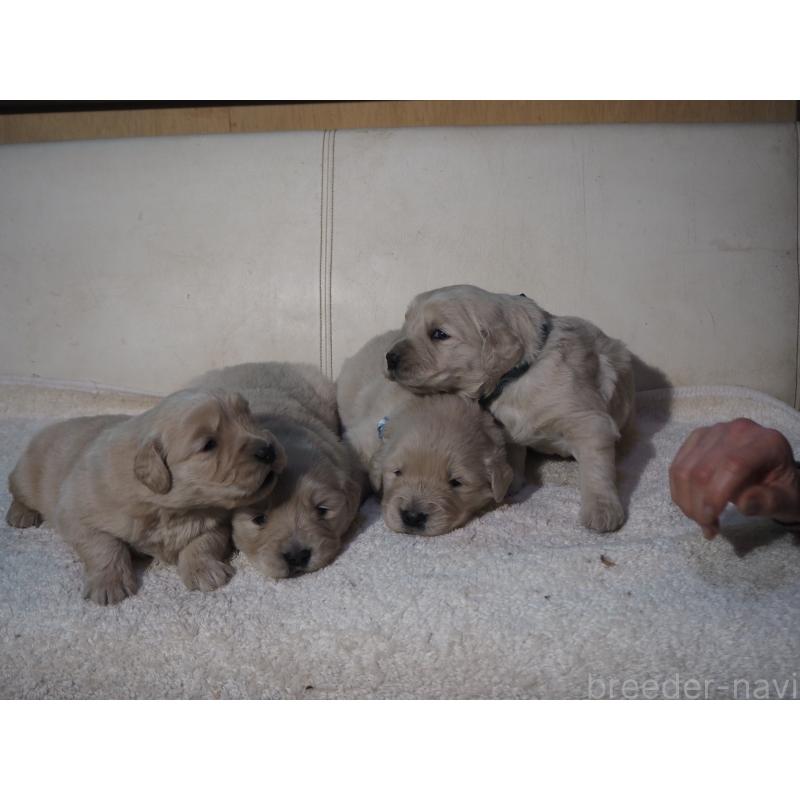 商談中の山梨県のゴールデンレトリーバー-431953の22枚目