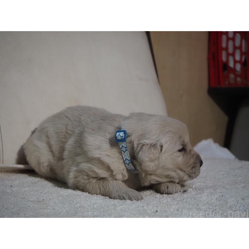 商談中の山梨県のゴールデンレトリーバー-431953の20枚目