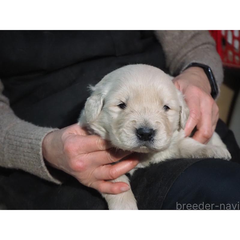 商談中の山梨県のゴールデンレトリーバー-431953の19枚目