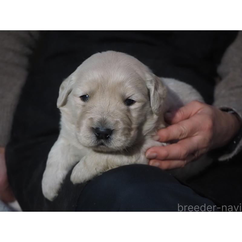 商談中の山梨県のゴールデンレトリーバー-431953の16枚目