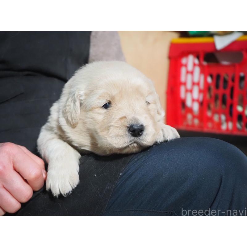 商談中の山梨県のゴールデンレトリーバー-431953の14枚目