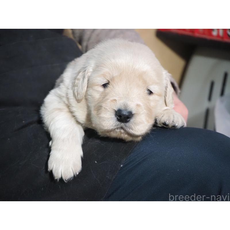 商談中の山梨県のゴールデンレトリーバー-431953の11枚目