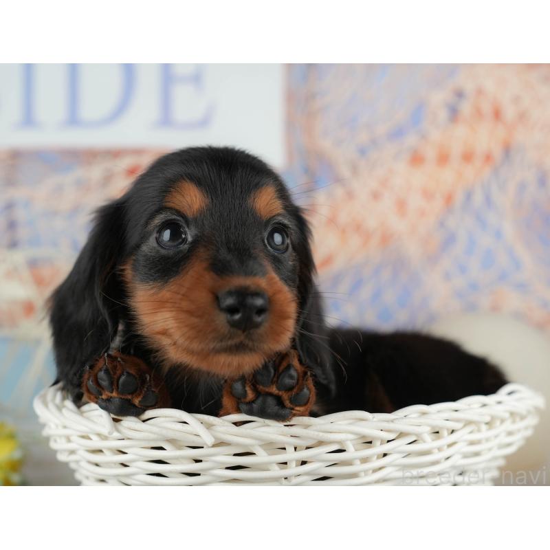 販売中の千葉県のカニンヘンダックスフンド(ロングヘアード)-436556の1枚目