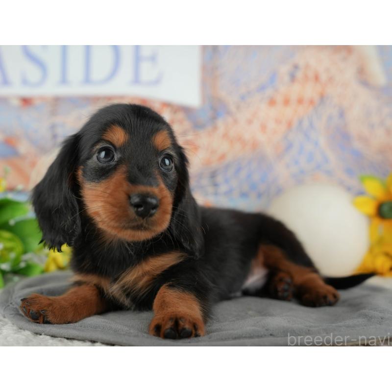 販売中の千葉県のカニンヘンダックスフンド(ロングヘアード)-436556の10枚目