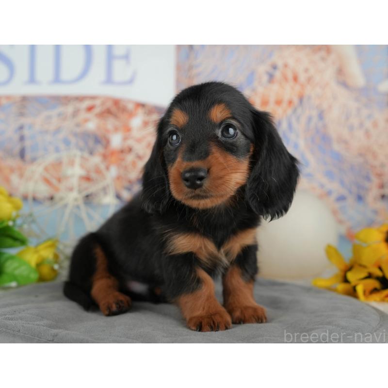 販売中の千葉県のカニンヘンダックスフンド(ロングヘアード)-436556の9枚目