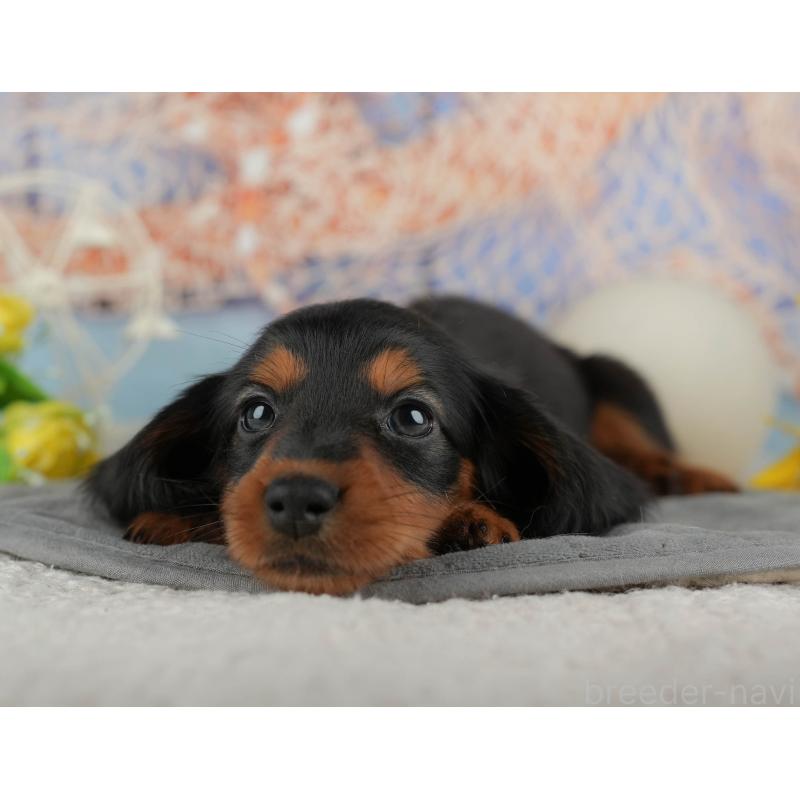 販売中の千葉県のカニンヘンダックスフンド(ロングヘアード)-436556の8枚目