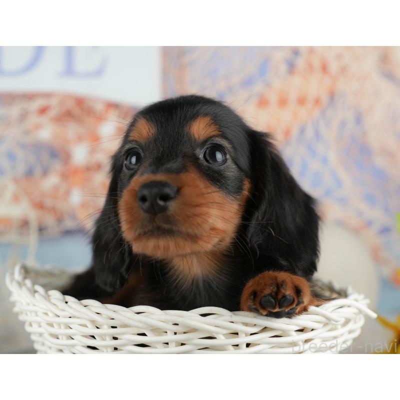 販売中の千葉県のカニンヘンダックスフンド(ロングヘアード)-436556の6枚目