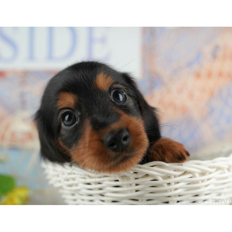 販売中の千葉県のカニンヘンダックスフンド(ロングヘアード)-436556の5枚目