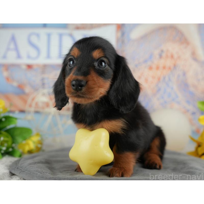 販売中の千葉県のカニンヘンダックスフンド(ロングヘアード)-436556の4枚目