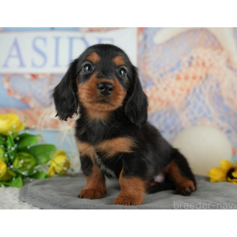 販売中の千葉県のカニンヘンダックスフンド(ロングヘアード)-436556の3枚目