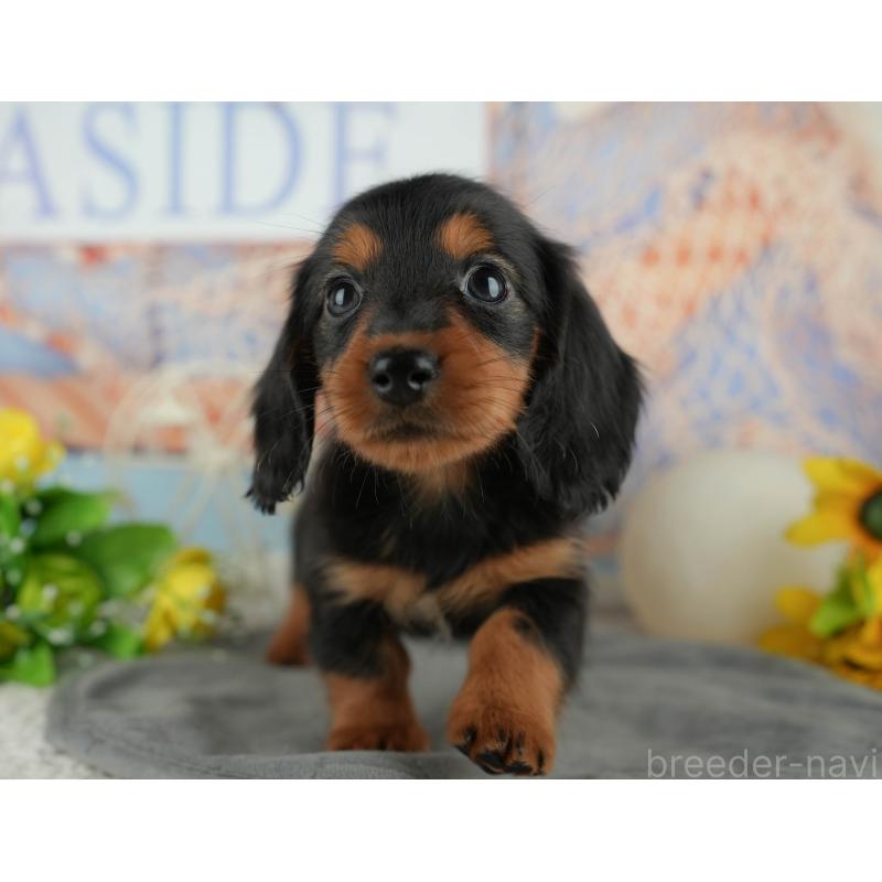 販売中の千葉県のカニンヘンダックスフンド(ロングヘアード)-436556の2枚目