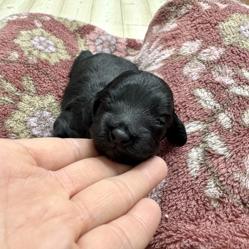 成約済の愛知県のダップー:ミニチュアダックスフンド×トイプードル-435244の22枚目