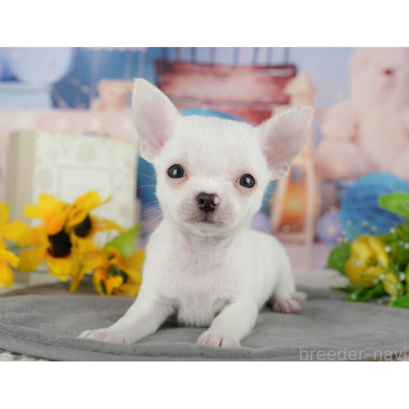 販売中の千葉県のチワワ(スムースコート)-436558の1枚目