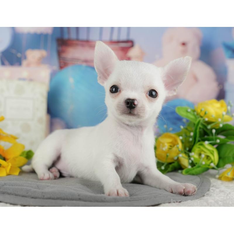 販売中の千葉県のチワワ(スムースコート)-436558の10枚目