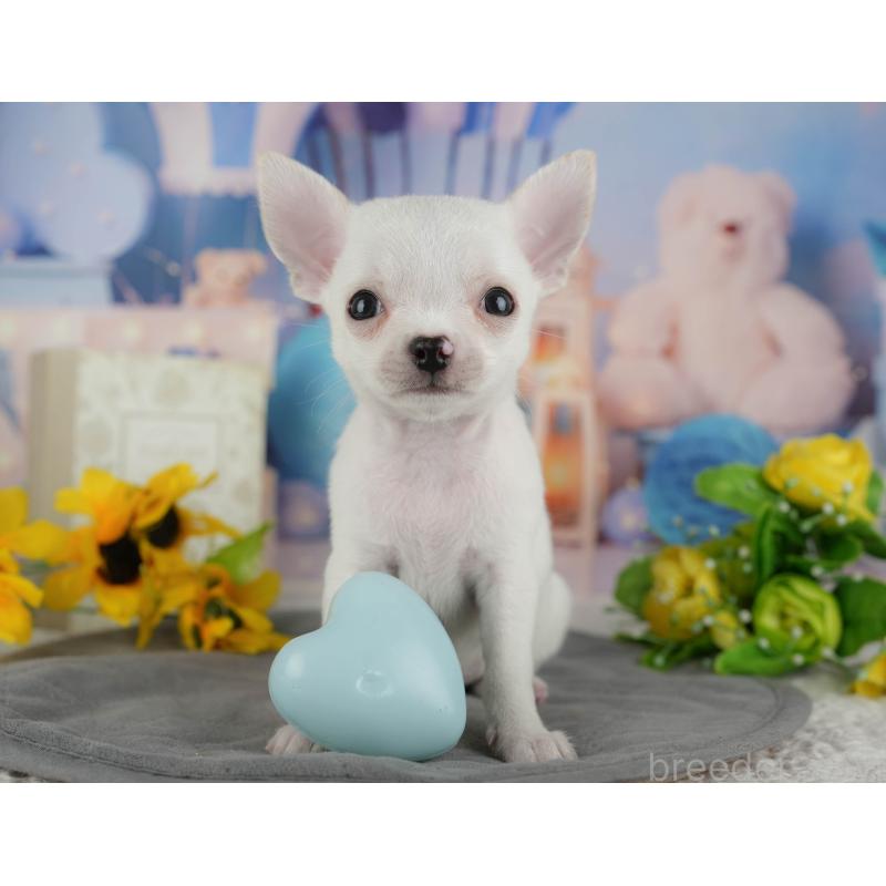 販売中の千葉県のチワワ(スムースコート)-436558の9枚目