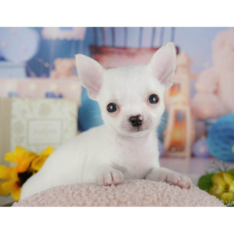 販売中の千葉県のチワワ(スムースコート)-436558の8枚目