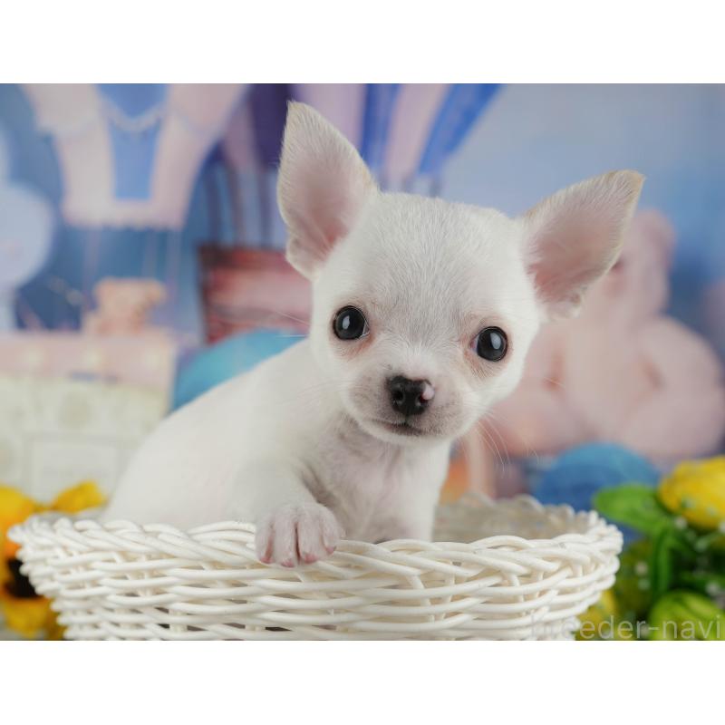 販売中の千葉県のチワワ(スムースコート)-436558の7枚目