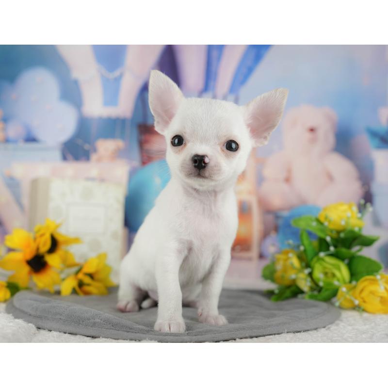 販売中の千葉県のチワワ(スムースコート)-436558の5枚目