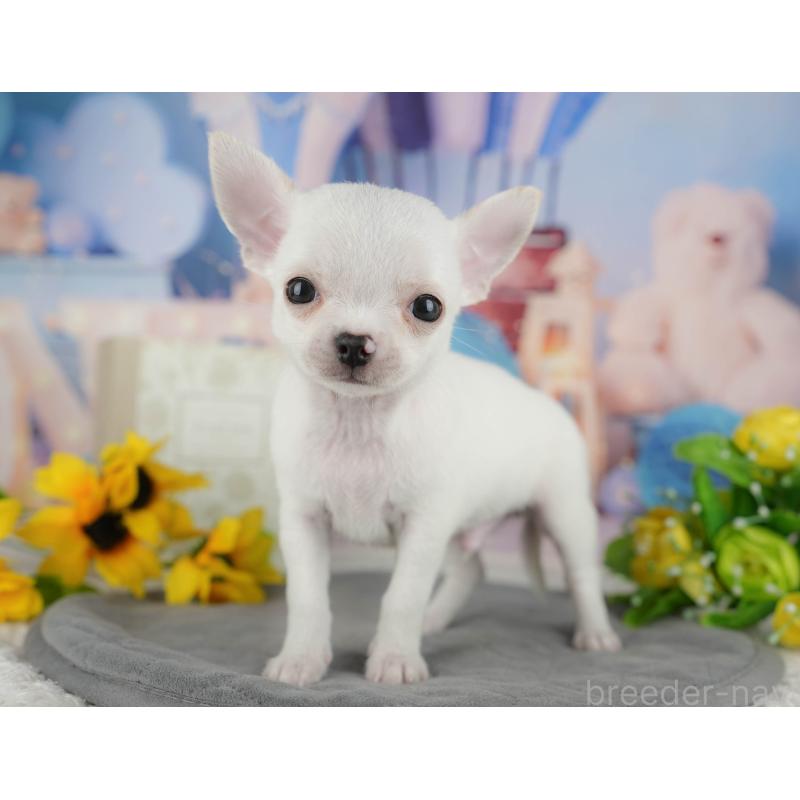 販売中の千葉県のチワワ(スムースコート)-436558の4枚目