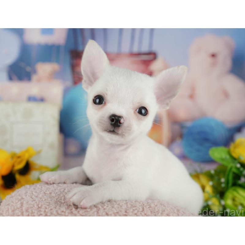 販売中の千葉県のチワワ(スムースコート)-436558の3枚目