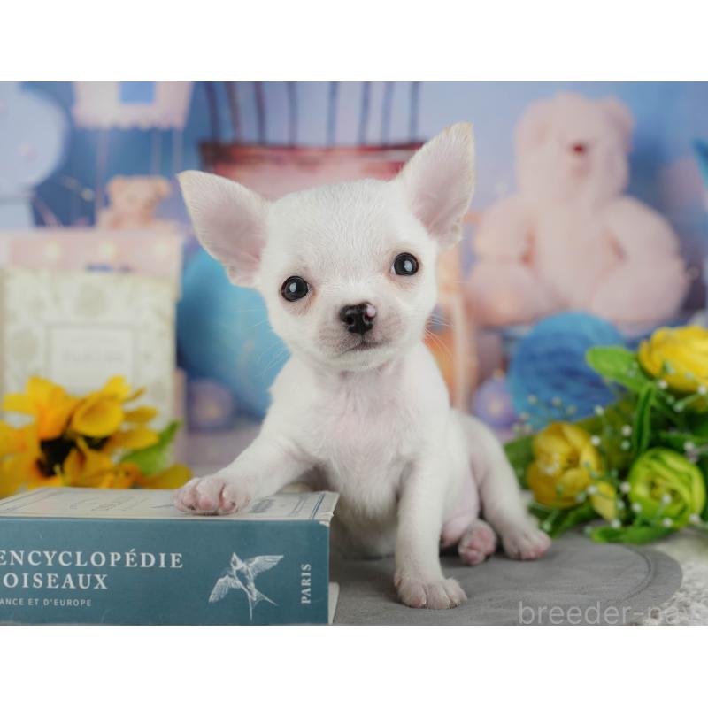 販売中の千葉県のチワワ(スムースコート)-436558の2枚目