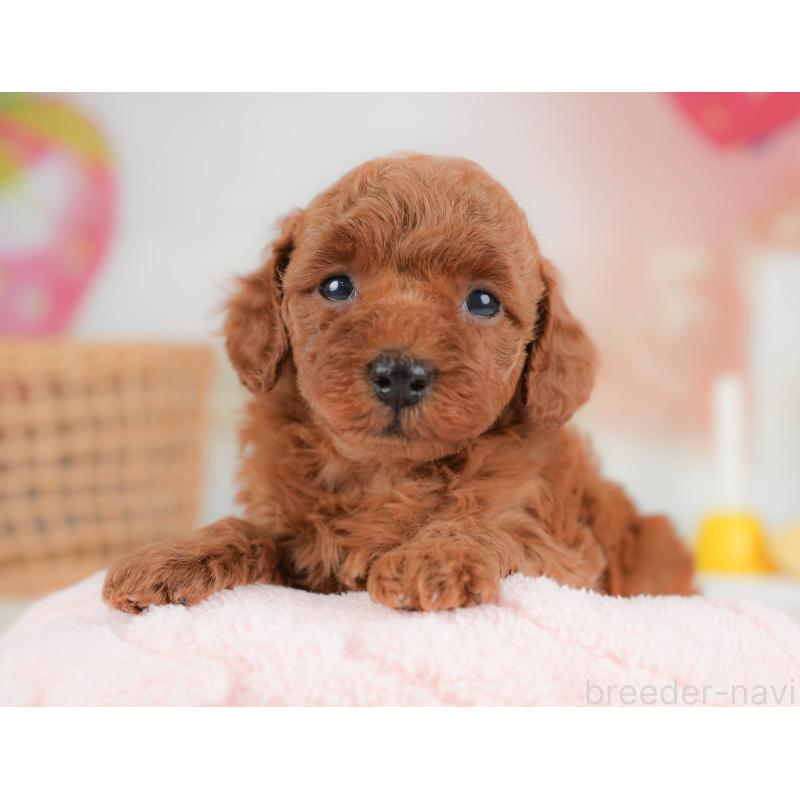 販売中の栃木県のトイプードル-436559の1枚目