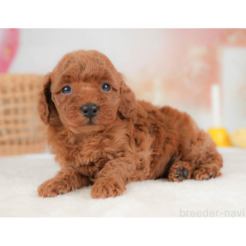 販売中の栃木県のトイプードル-436559の10枚目