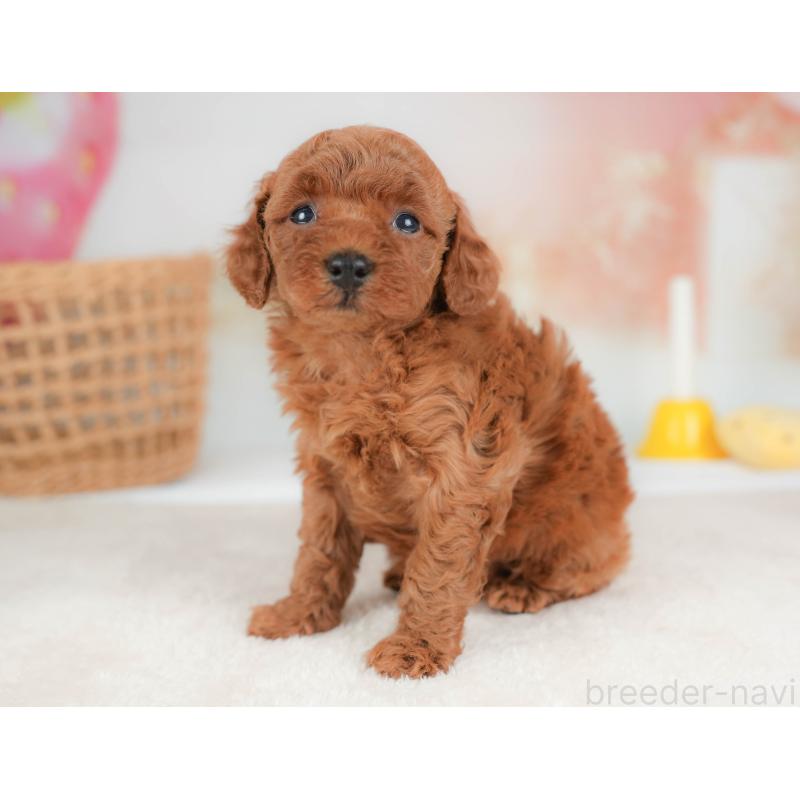 販売中の栃木県のトイプードル-436559の9枚目