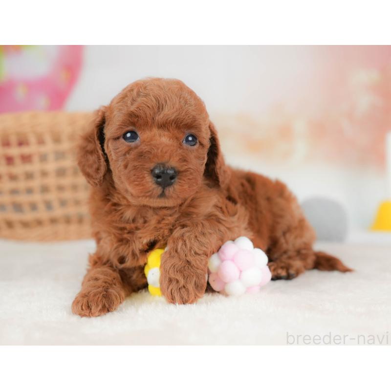 販売中の栃木県のトイプードル-436559の8枚目