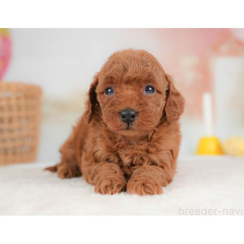 販売中の栃木県のトイプードル-436559の7枚目