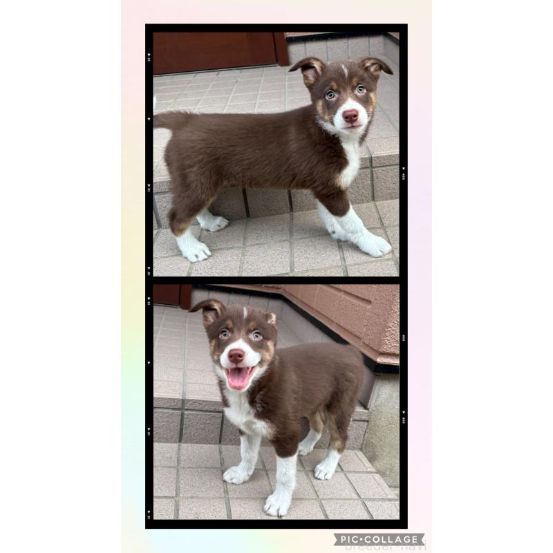 販売中の福岡県のボーダーコリー-432413