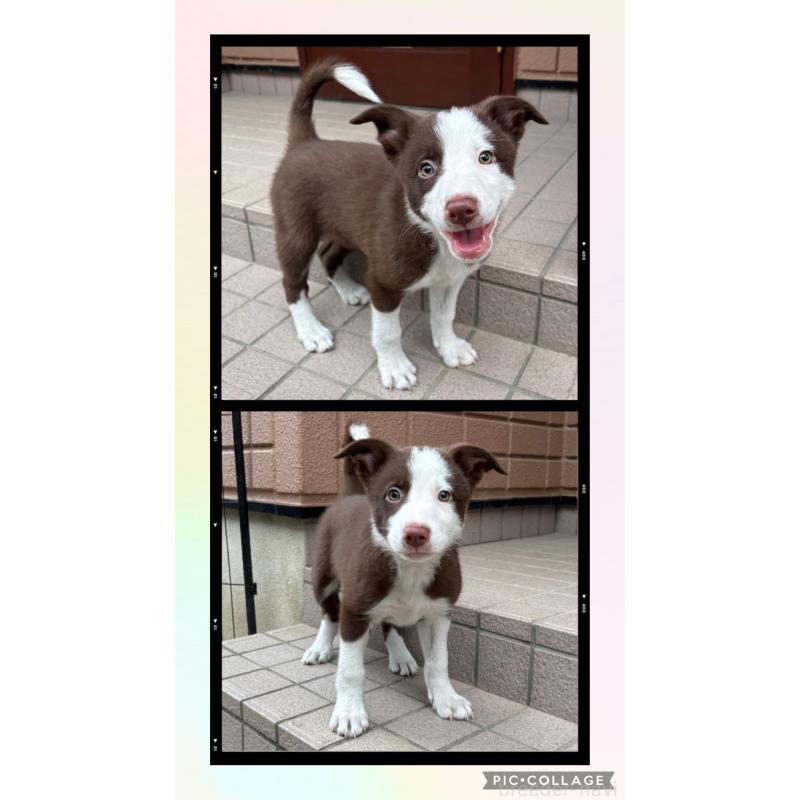 販売中の福岡県のボーダーコリー-436560の1枚目