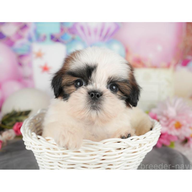 販売中の千葉県のシーズー-436562の1枚目