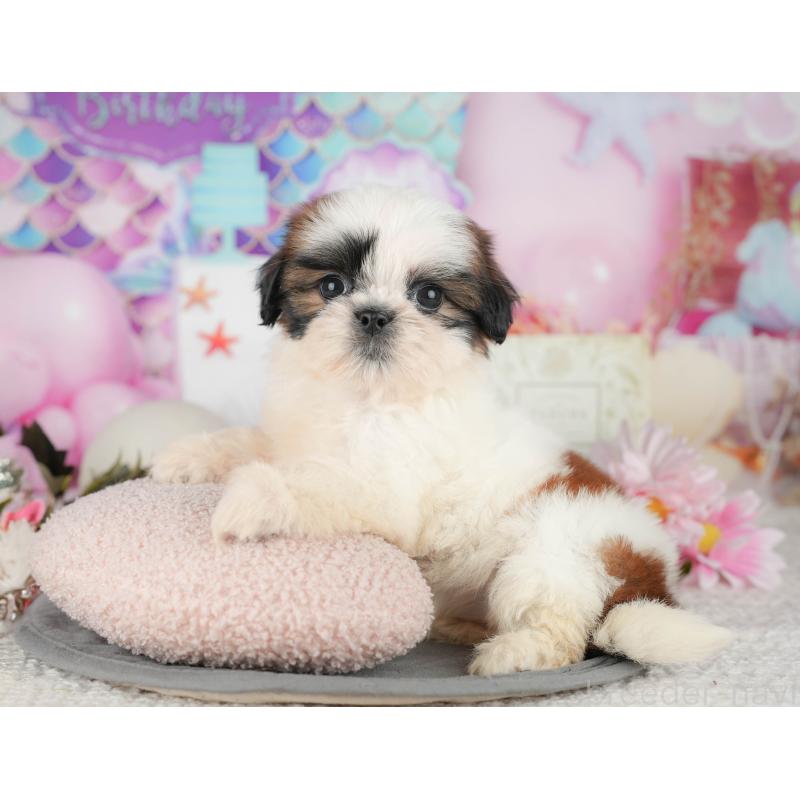 販売中の千葉県のシーズー-436562の10枚目