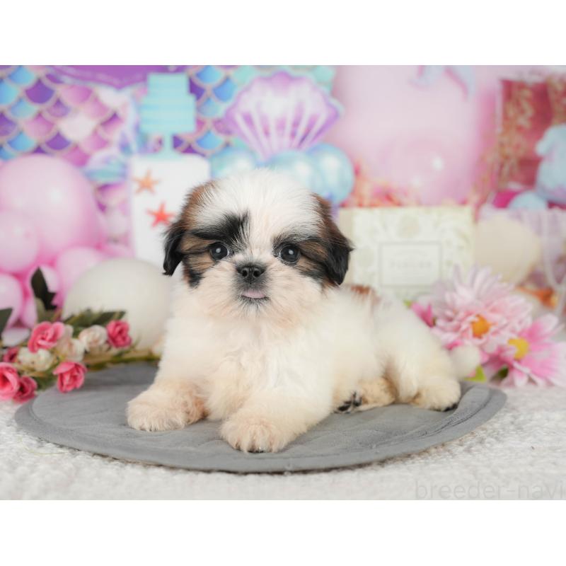 販売中の千葉県のシーズー-436562の9枚目