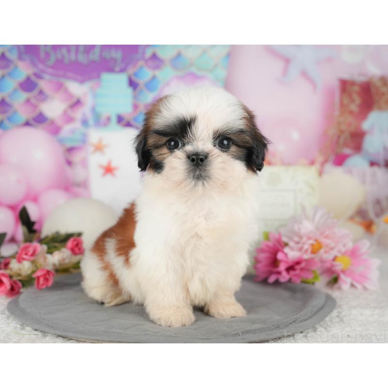 販売中の千葉県のシーズー-436562の8枚目