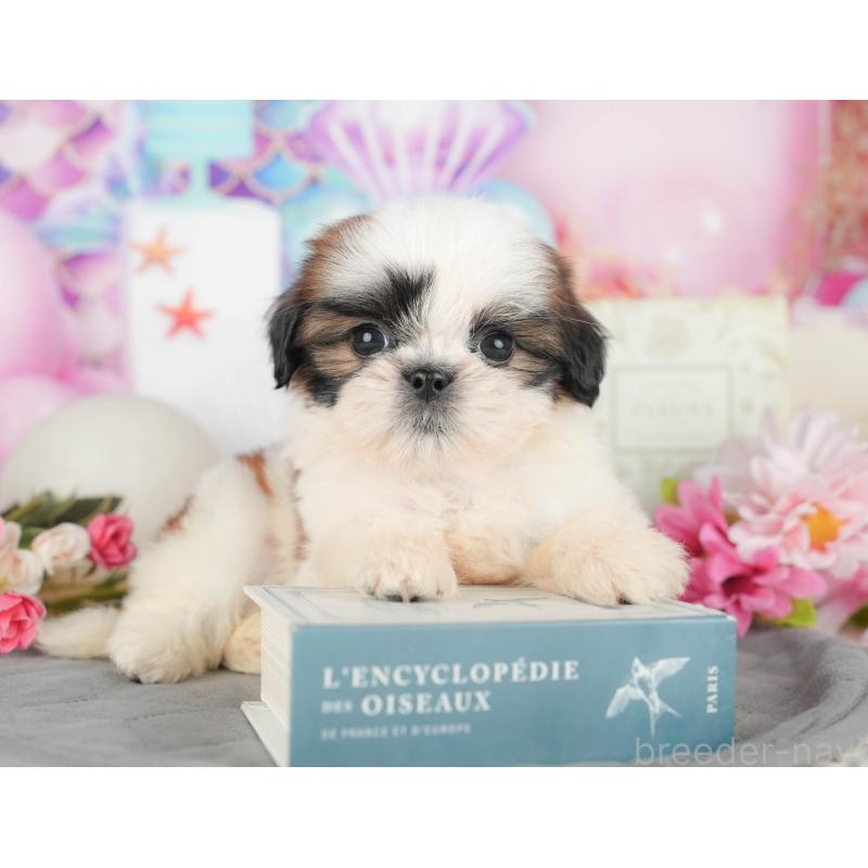 販売中の千葉県のシーズー-436562の7枚目