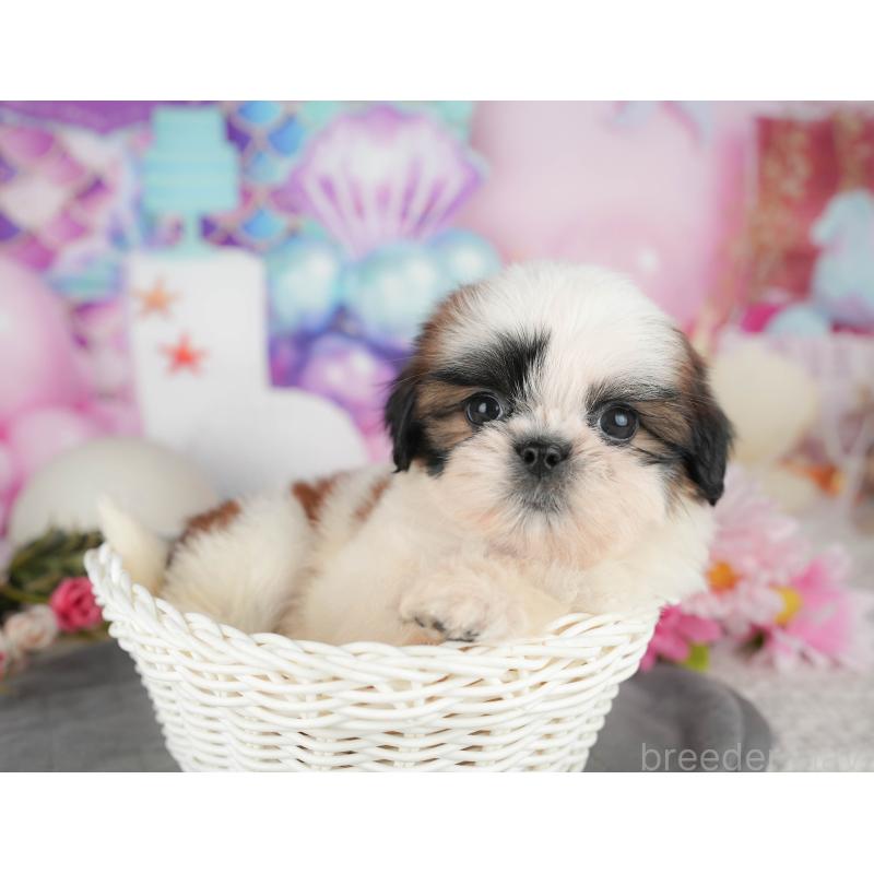 販売中の千葉県のシーズー-436562の5枚目