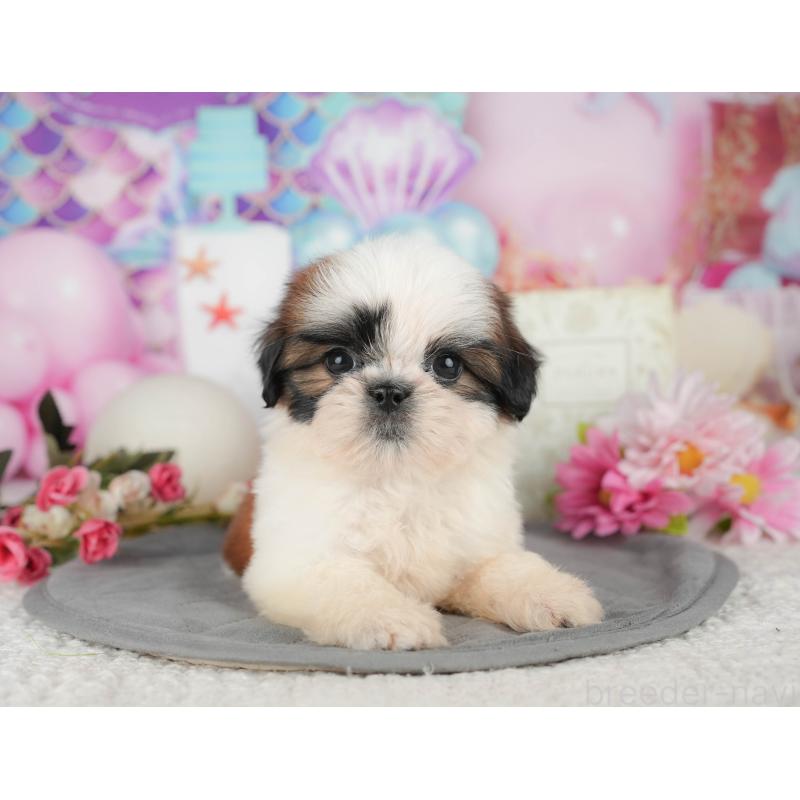 販売中の千葉県のシーズー-436562の4枚目