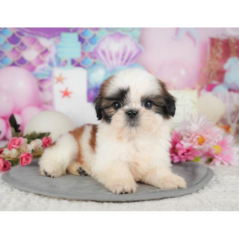 販売中の千葉県のシーズー-436562の3枚目