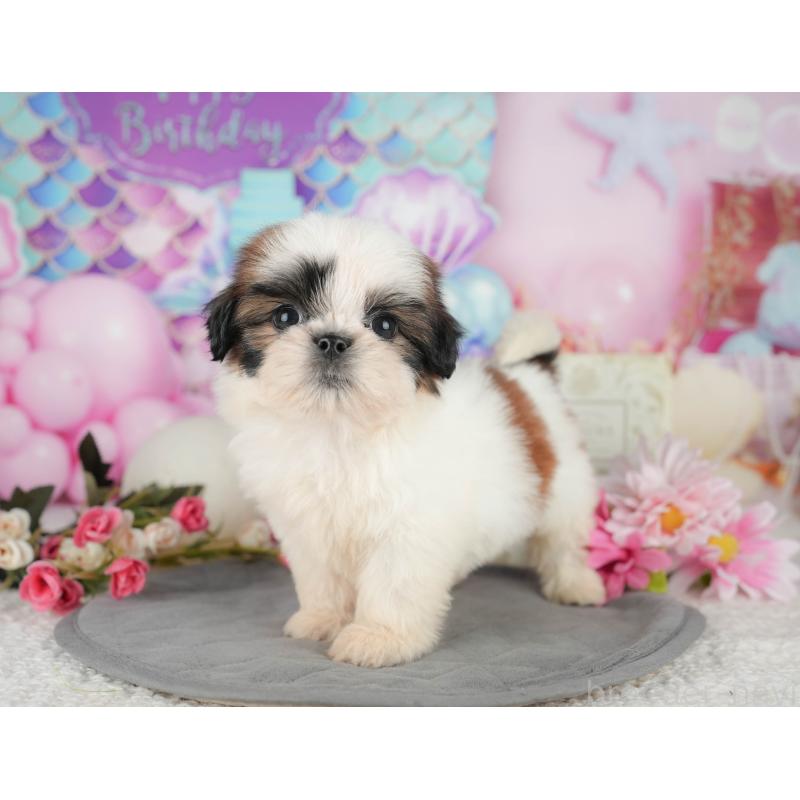 販売中の千葉県のシーズー-436562の2枚目