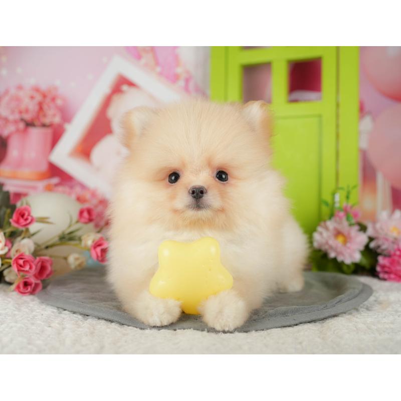 販売中の千葉県のポメラニアン-436564の1枚目