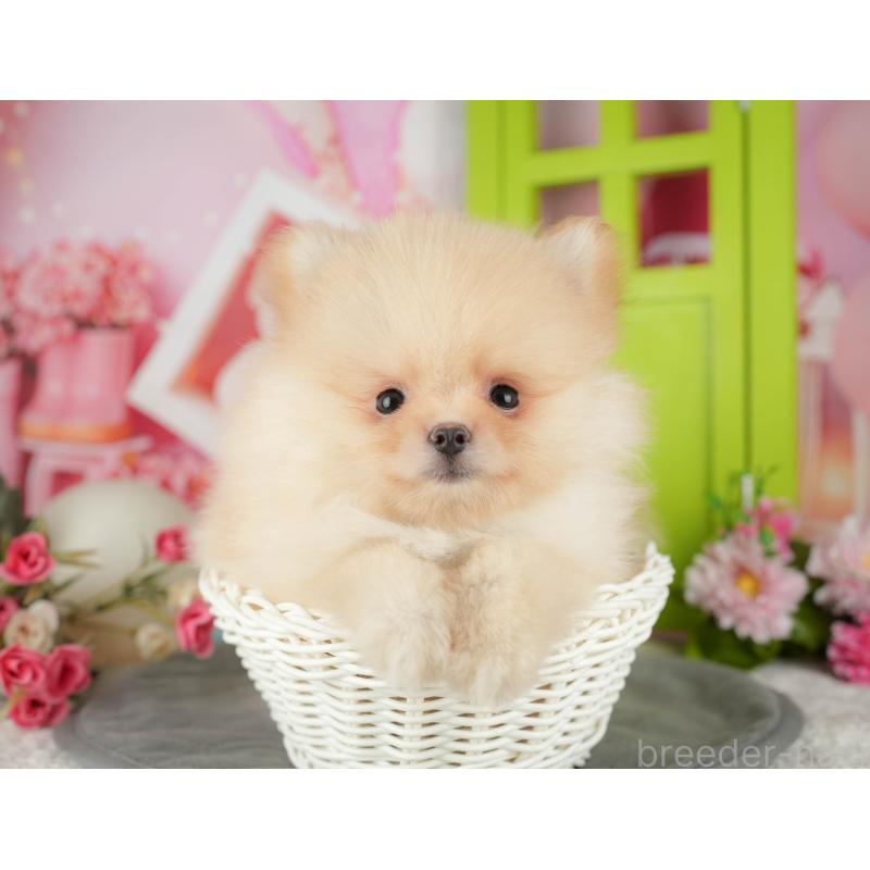 販売中の千葉県のポメラニアン-436564の4枚目